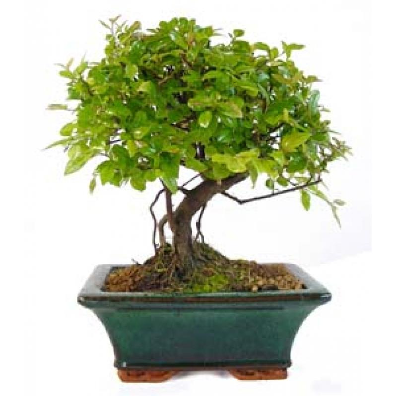 Bonsái Sageretia theezans 5 años - CIRUELO CHINO