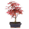 Bonsái Acer palmatum deshojo 7 años ARCE