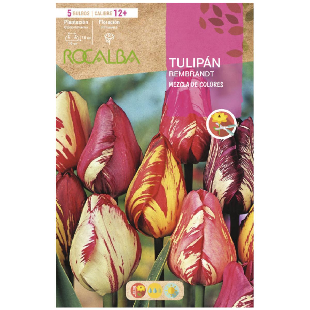 Bulbo Tulipán Rembrandt mezcla 5  uds Rocalba