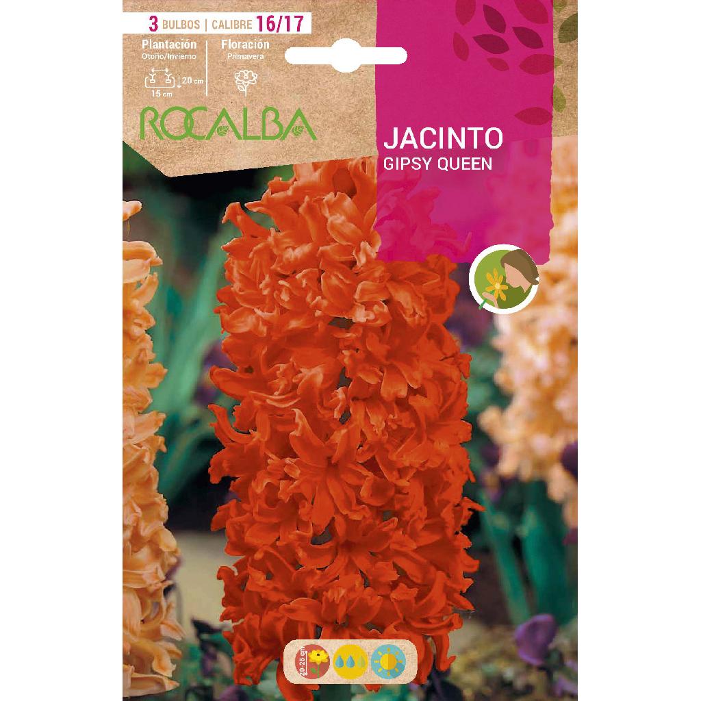 Bulbo Jacinto Gipsy Queen naranja 3 uds Rocalba
