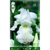 Bulbo Iris Germánica blanco 1 ud