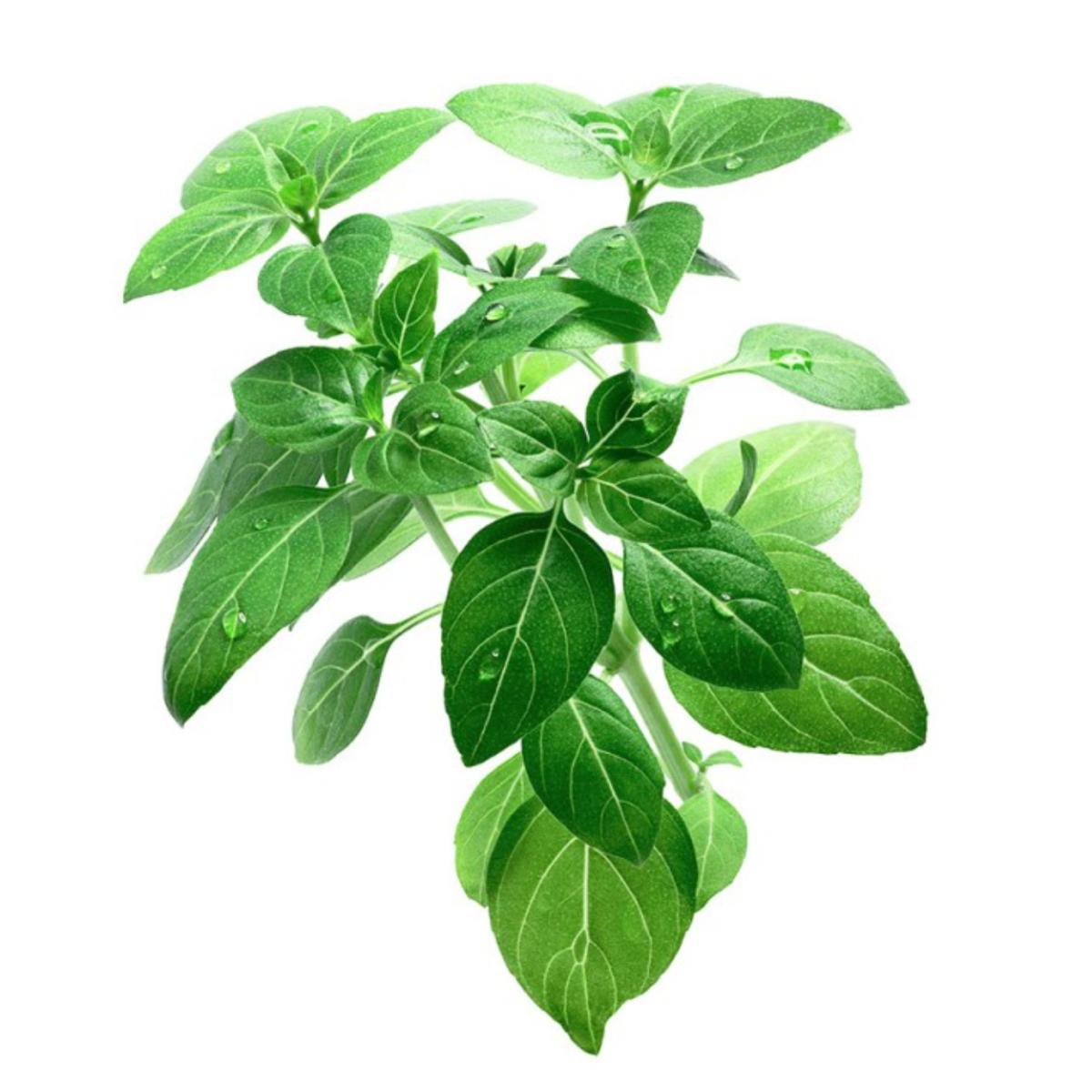 Plantón de Albahaca ancha limón en maceta 11 cm