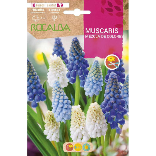Bulbo Muscaris mezcla 10 uds Rocalba
