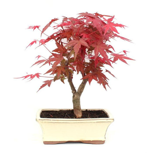 Bonsái Acer palmatum deshojo 9 años ARCE