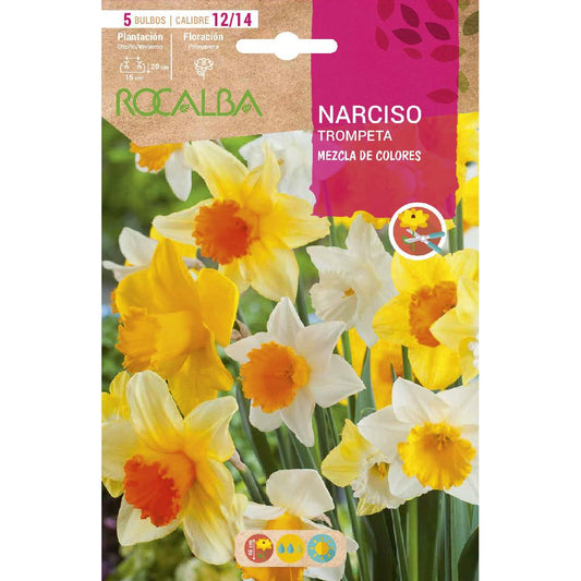 Bulbo Narciso trompeta mezcla 5 uds Rocalba