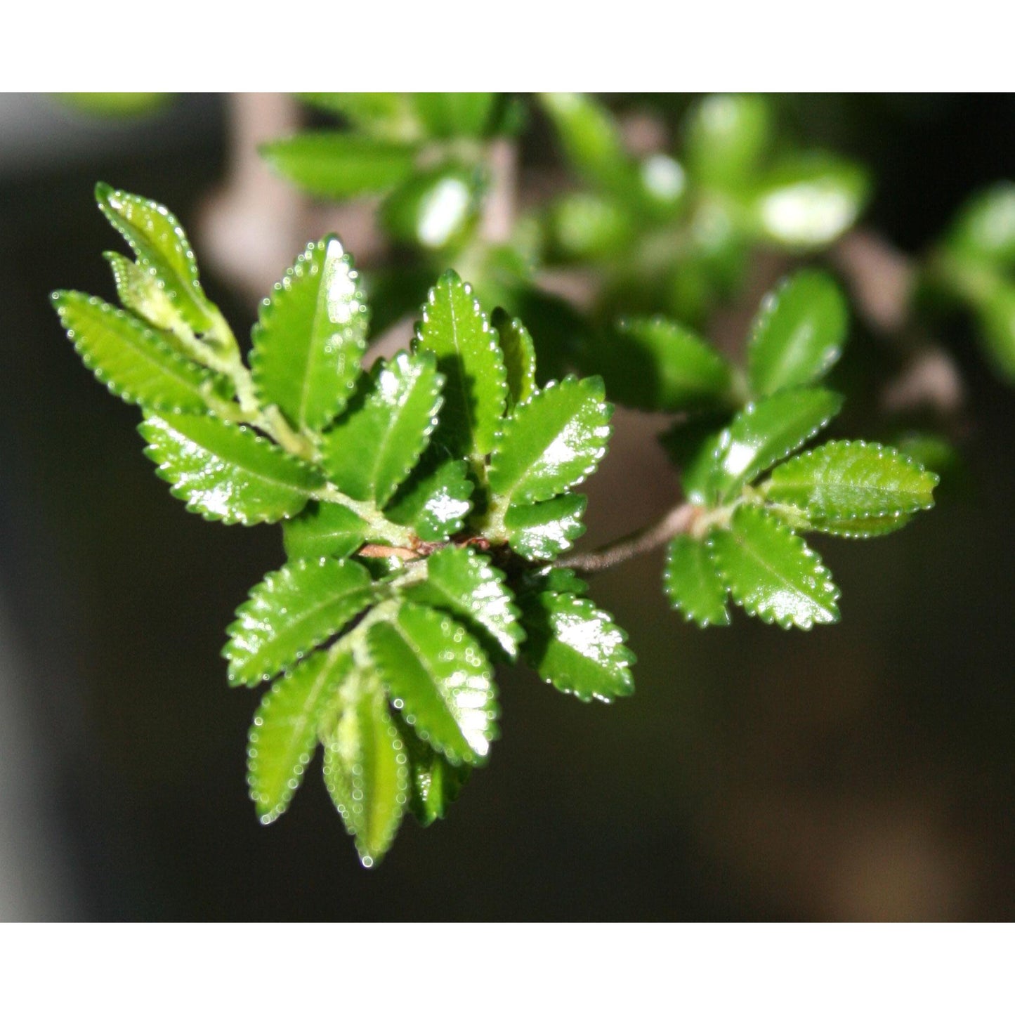 Bonsái Zelkova parvifolia 8 años - OLMO CHINO