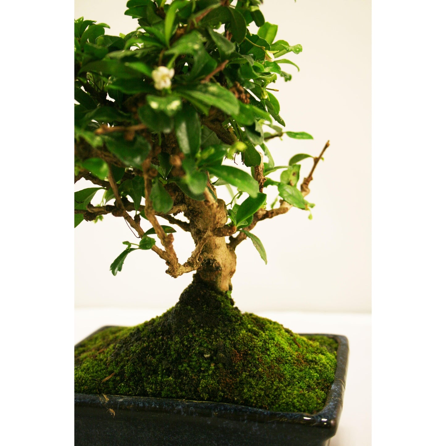 Bonsái Carmona microphylla 5 años