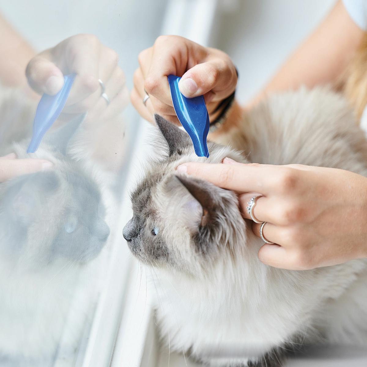 Calming Spot On  Pipetas calmantes para gatos Beaphar 3x0,4 ml