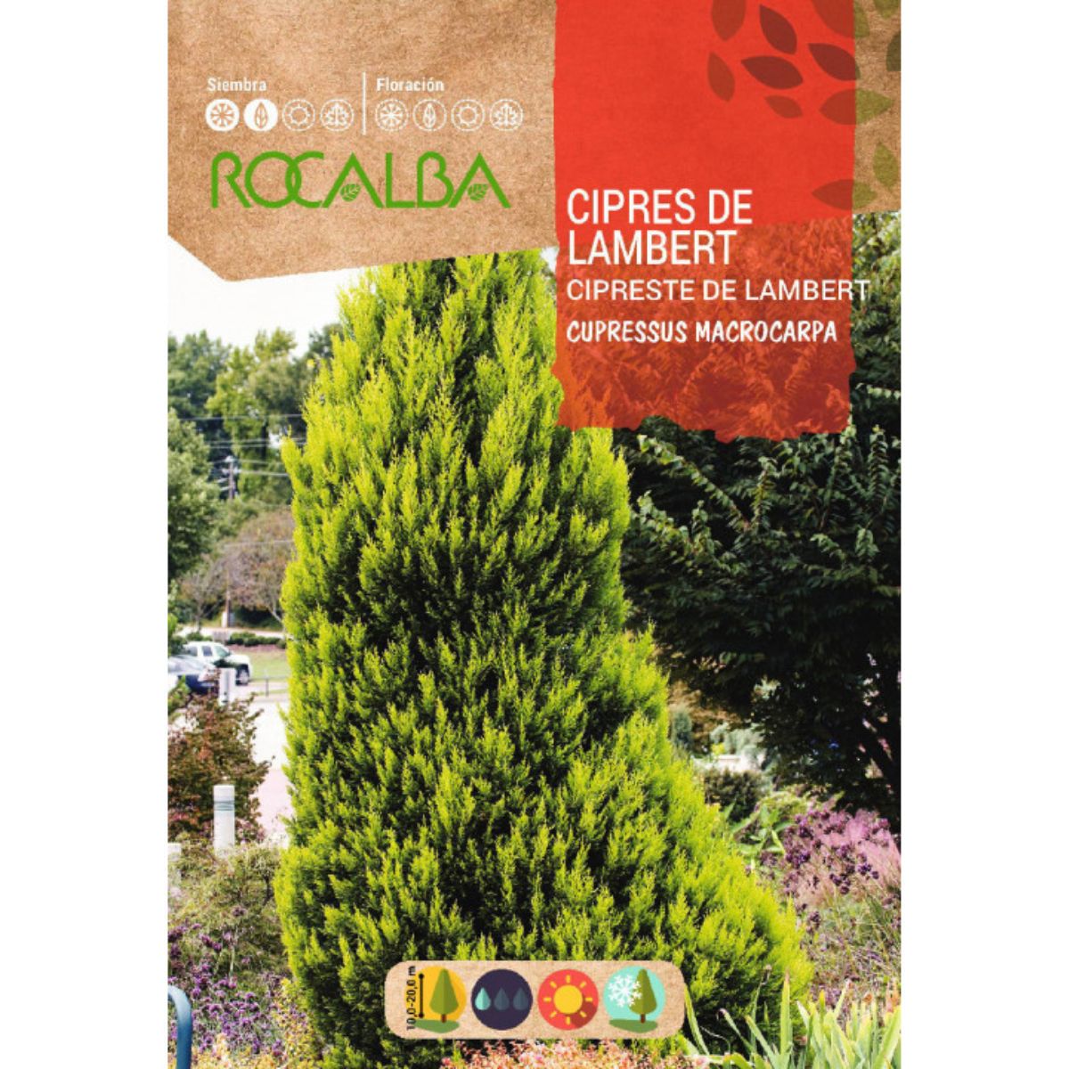 Semillas de Ciprés de lambert  Cipreses macrocarpa