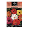 Semillas de Gerbera Batlle