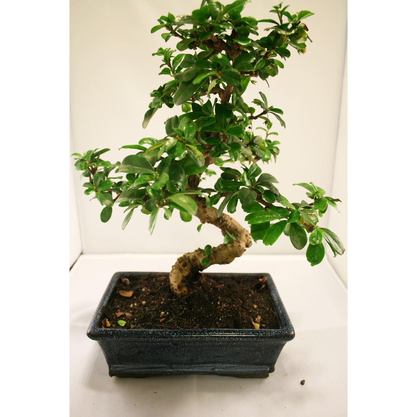 Bonsái Carmona microphylla 8 años