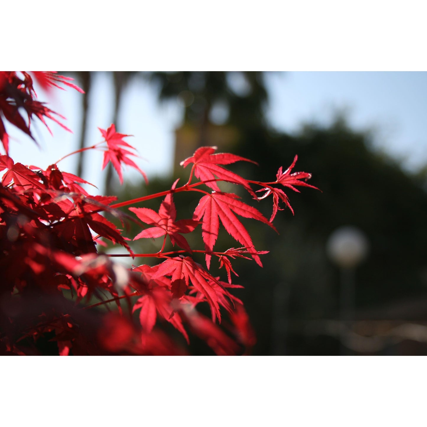 Bonsái Acer palmatum deshojo 7 años ARCE