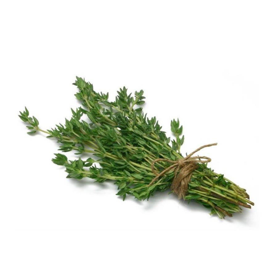 Plantón de Tomillo Común 6 uds. Gama Tradicional