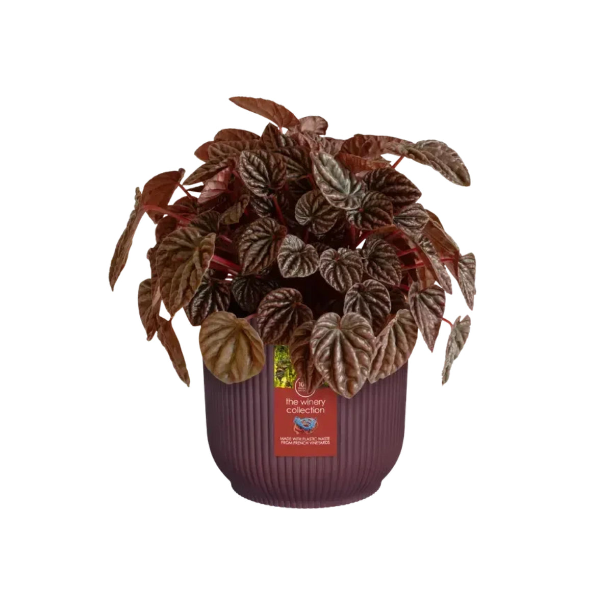 Macetero reciclado Winery rojo burdeos Elho 18 cm