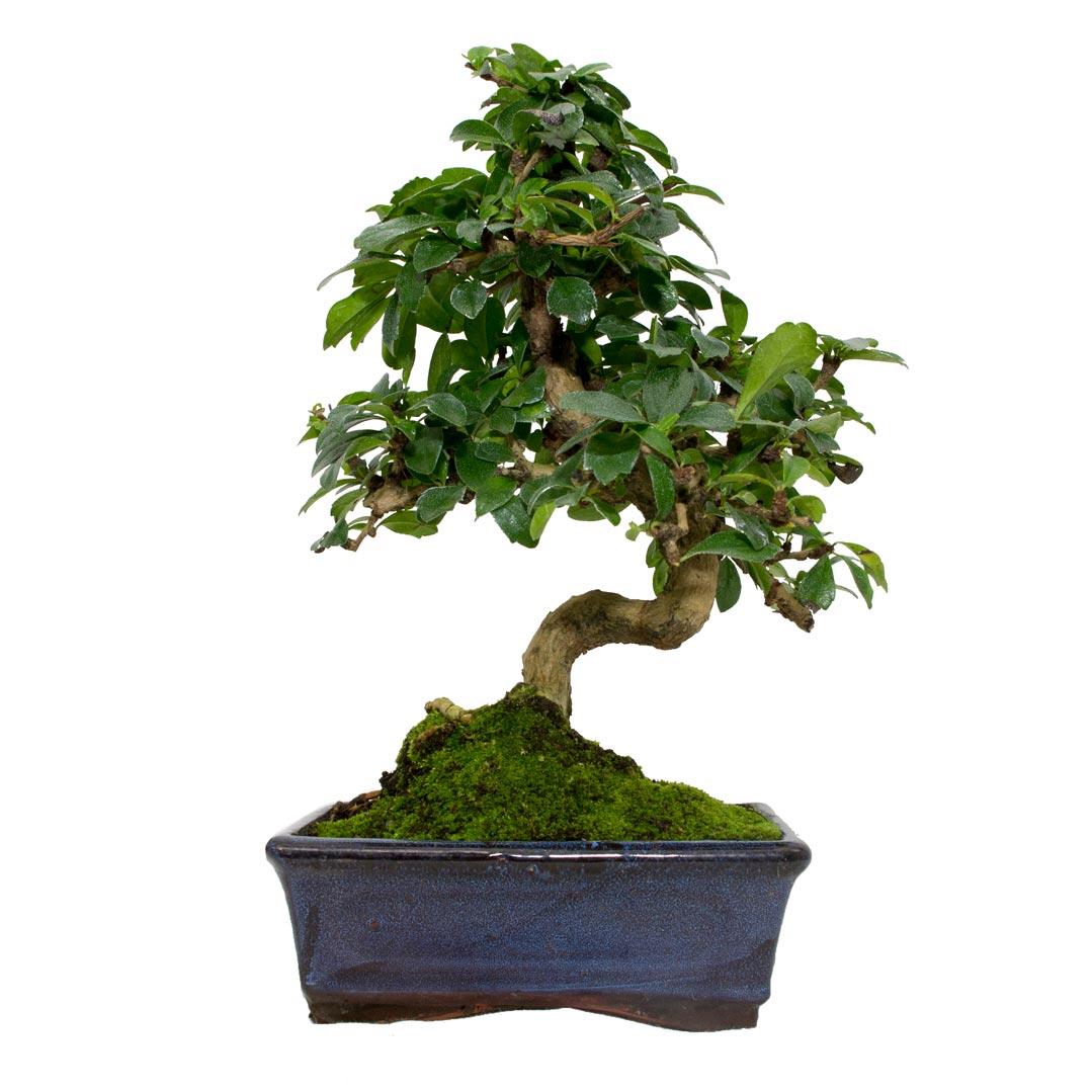 Bonsái Carmona microphylla 8 años