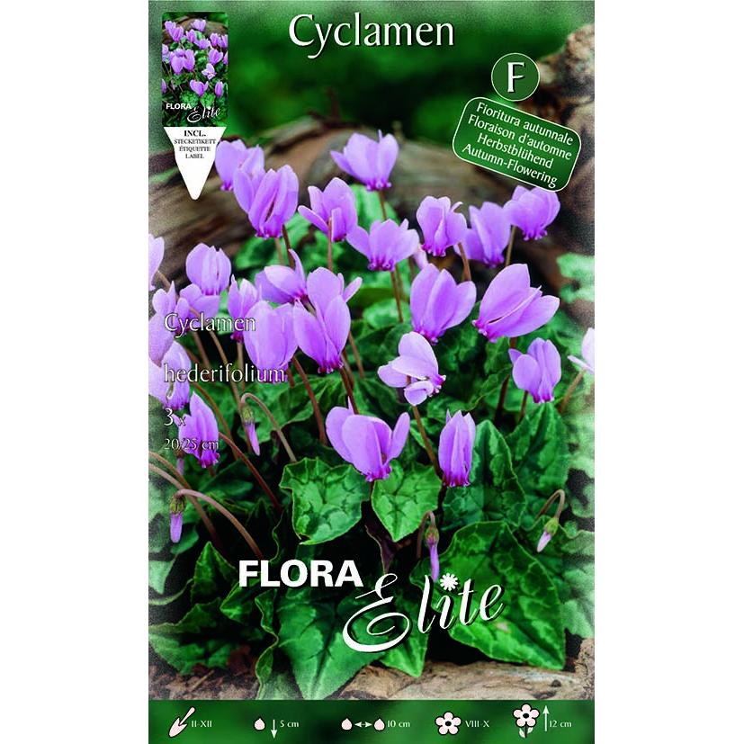 Bulbos Cyclamen hederifolium Elite 3 uds