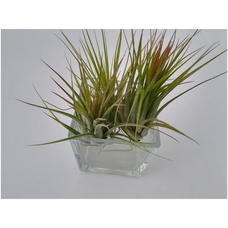 Tillandsia kolbii (Ionantha Scaposa)