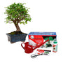 Pack básico de iniciación al bonsái Zelkova parvifolia 5 años