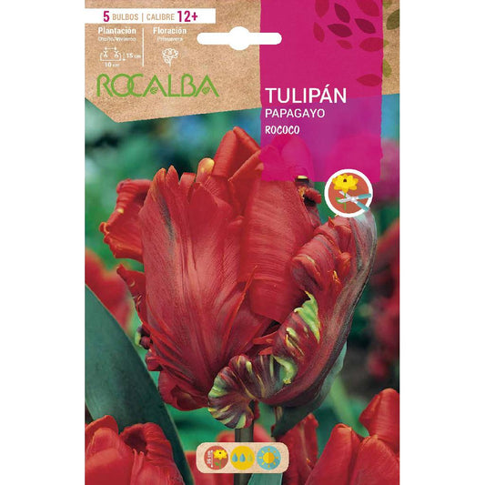 Bulbo Tulipán Papagayo Rococo rojo 5 uds Rocalba