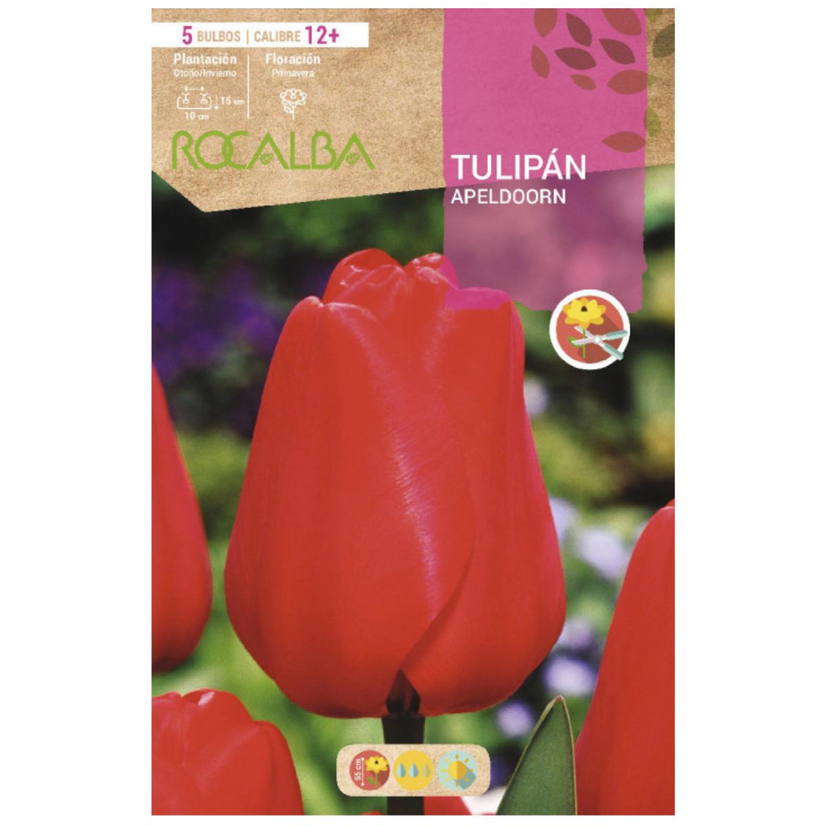 Bulbo Tulipán Apeldoorn rojo anaranjado 5 uds Rocalba
