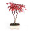 Bonsái Acer palmatum atropurpureum 7 años