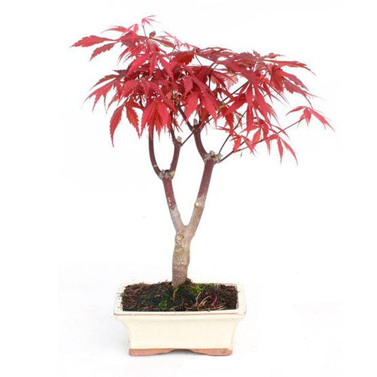 Bonsái Acer palmatum atropurpureum 7 años