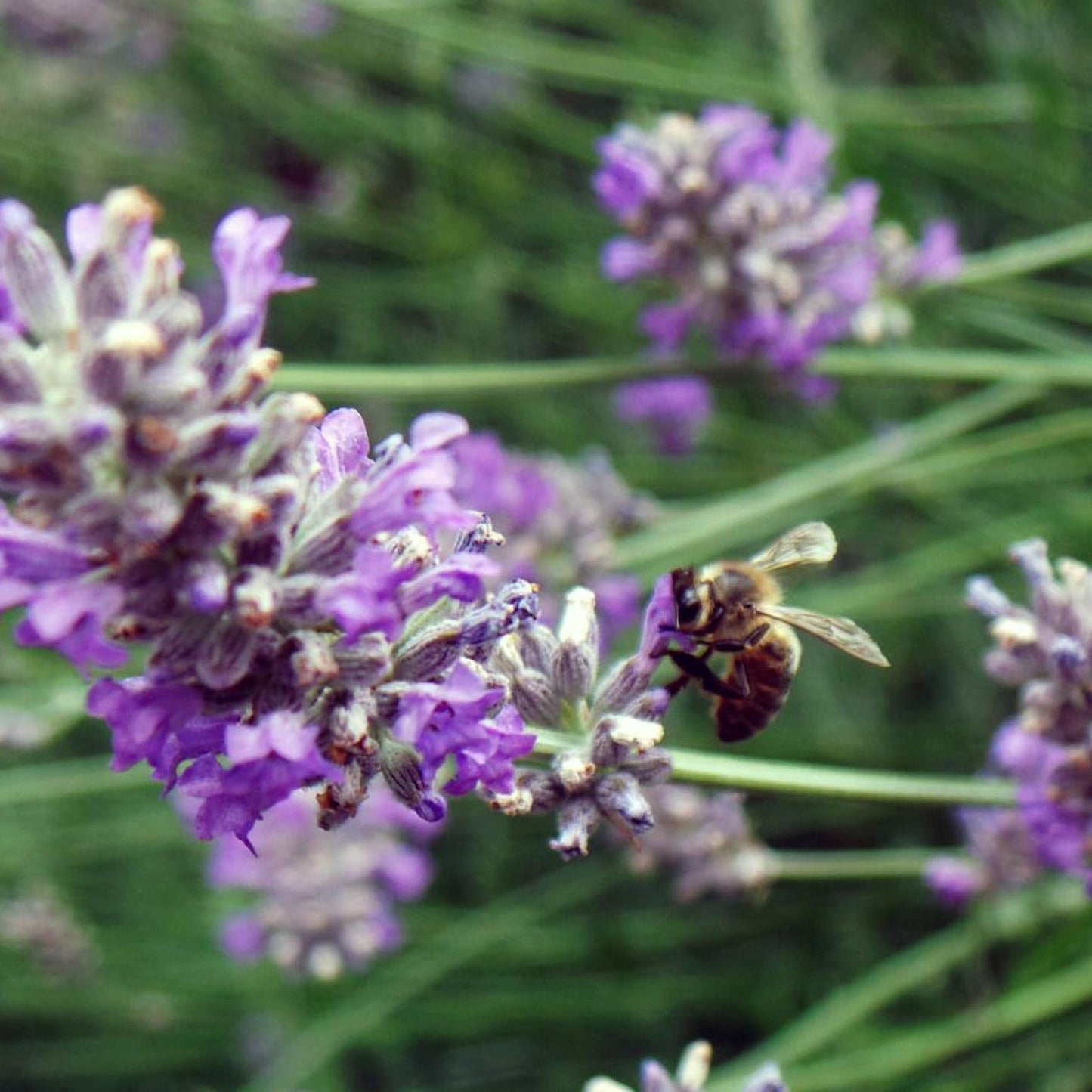 Miel de Lavanda Ecológica, Bona Mel 900 g