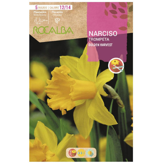 Bulbo Narciso trompeta Golden Harvest amarillo 5 uds Rocalba