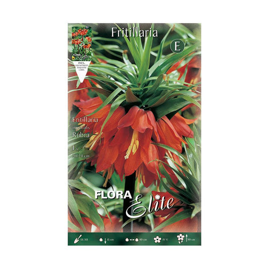 Bulbo Fritillaria Imperialis gigante rojo Elite 1 ud