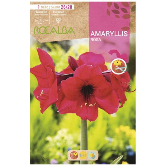 Bulbo Amaryllis rosa 1 ud Rocalba