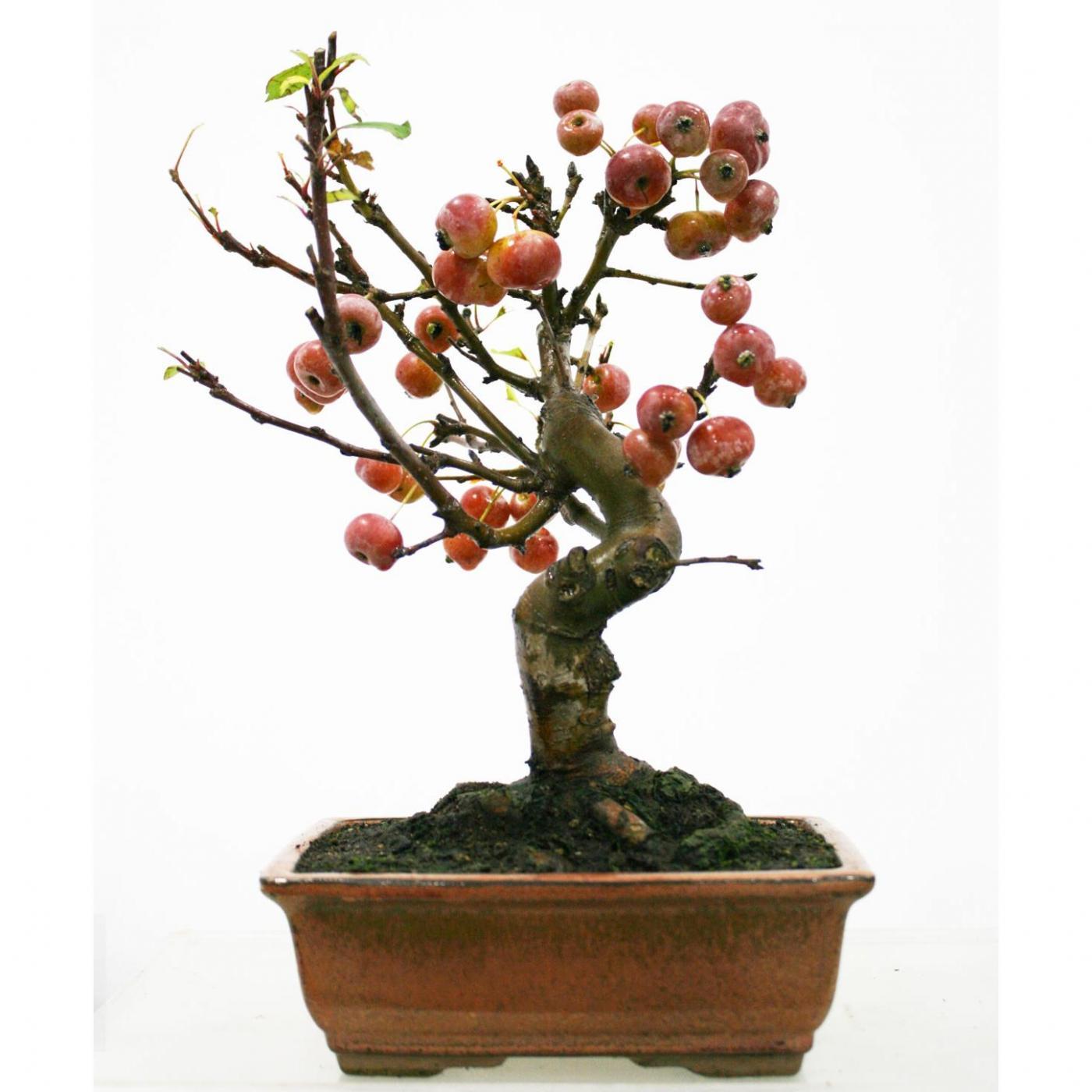 Bonsái Malus 8 años MANZANO