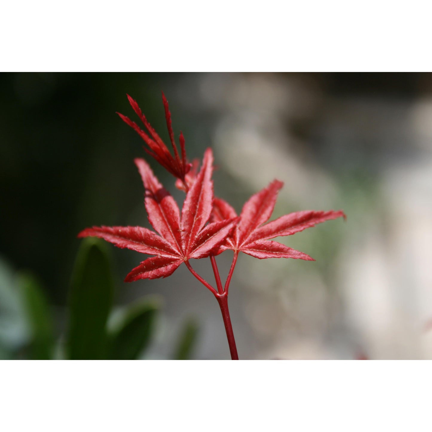 Bonsái Acer palmatum deshojo 7 años ARCE