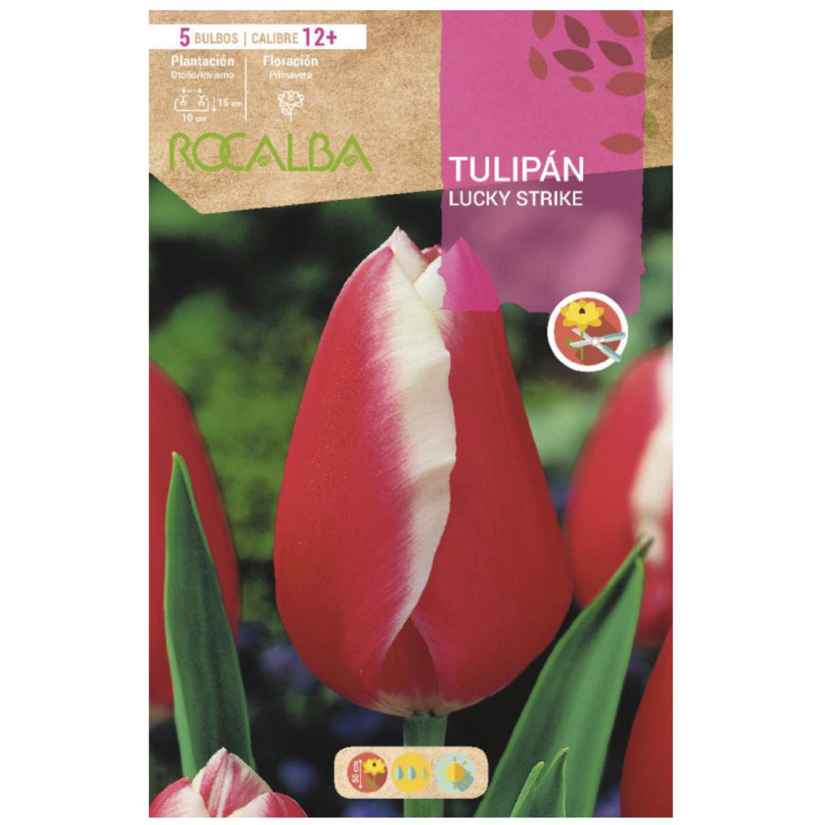 Bulbo Tulipán Lucky Strike rojo 5 uds Rocalba