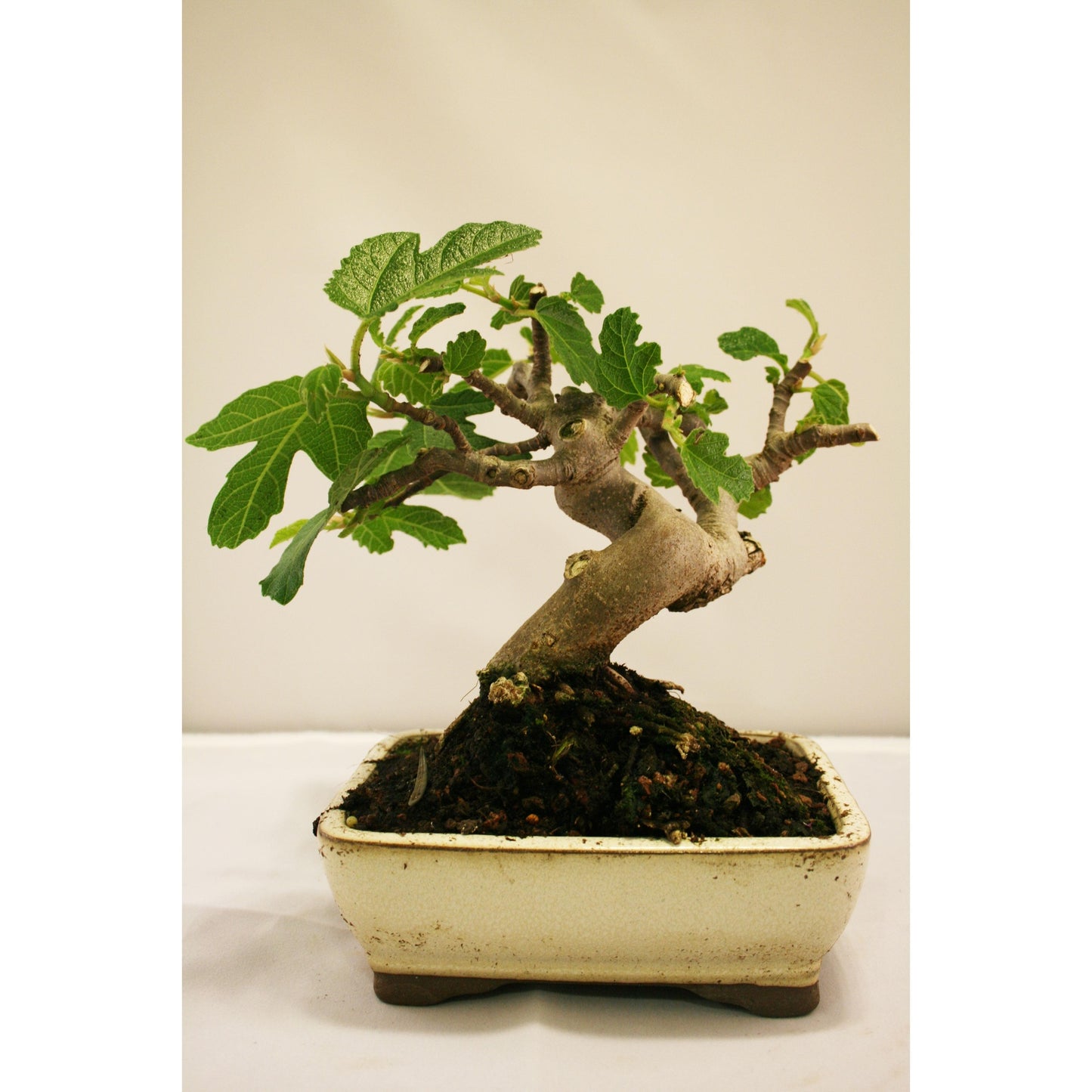 Bonsái Ficus carica 7 años HIGUERA