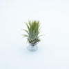 Tillandsia Ionantha Ionantha