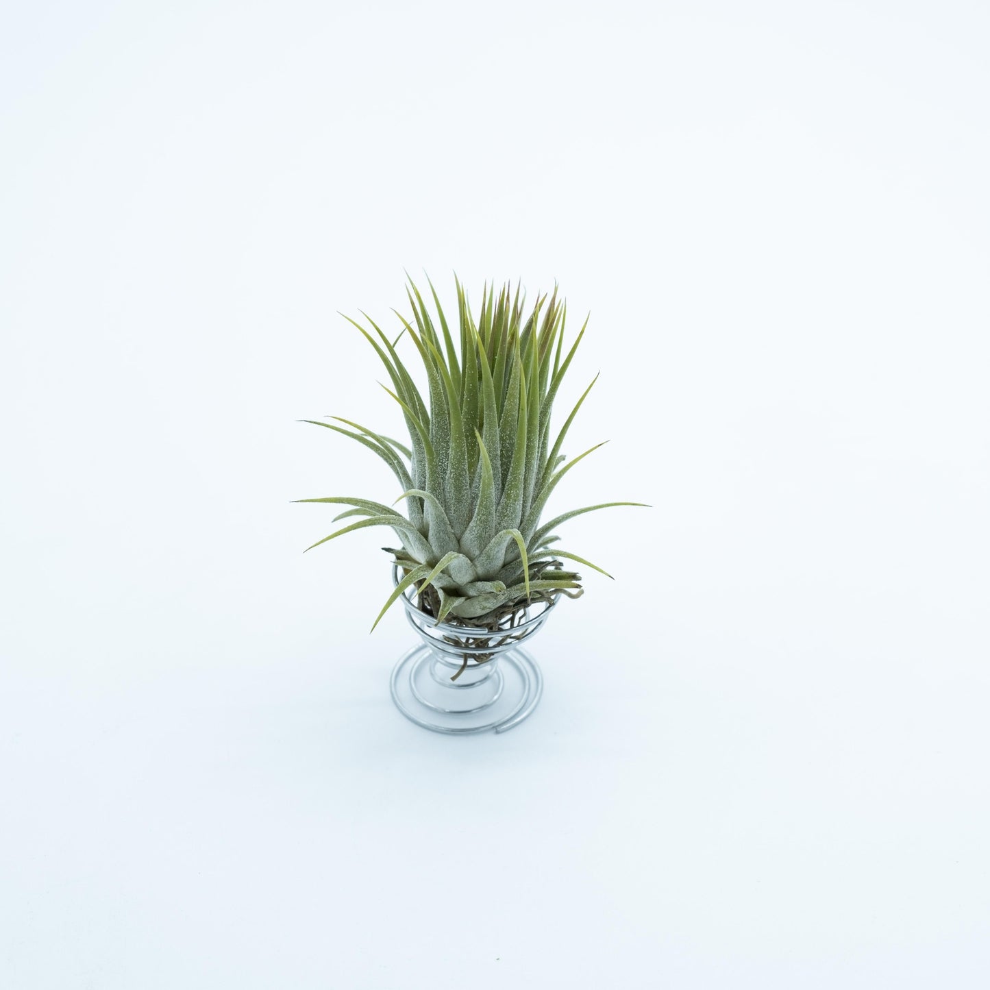 Tillandsia Ionantha Ionantha