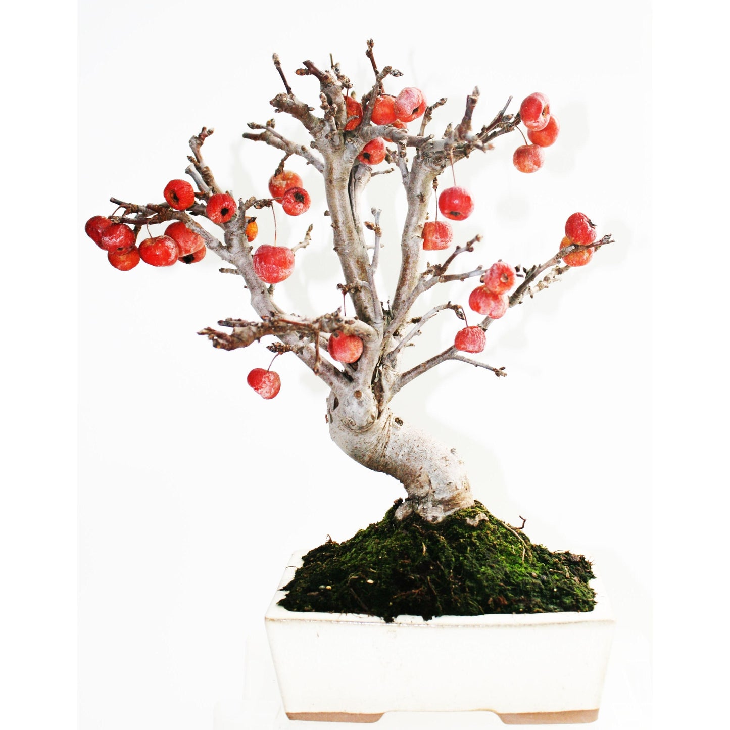 Bonsái Malus sp.9 años MANZANO