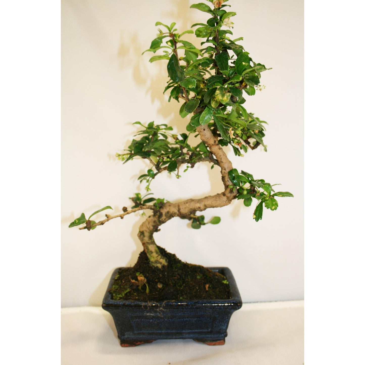 Bonsái Carmona microphylla 6 años - CARMONA