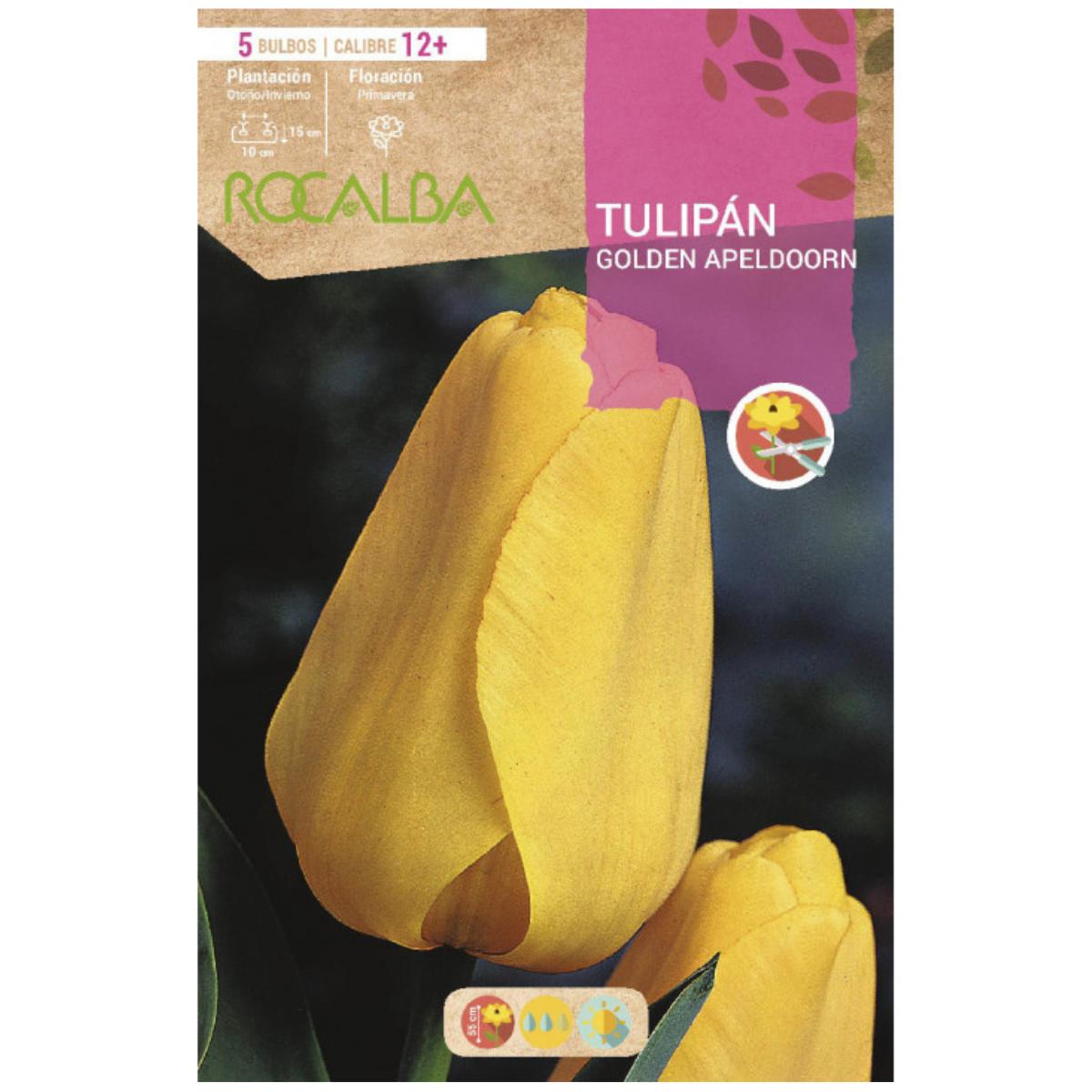 Bulbo Tulipán Golden Apeldoorn amarillo 5 uds Rocalba
