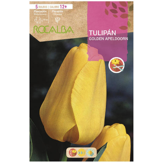 Bulbo Tulipán Golden Apeldoorn amarillo 5 uds Rocalba