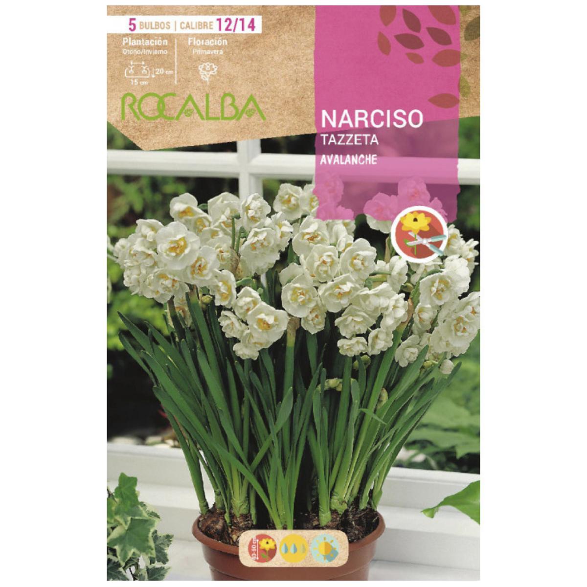 Bulbo Narciso Tazzeta Avalanche blanco amarillo 5 uds Rocalba