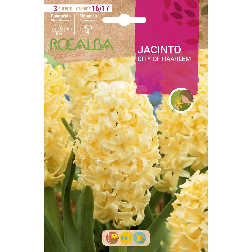 Bulbo Jacinto City Of Haarlem amarillo 3 uds Rocalba