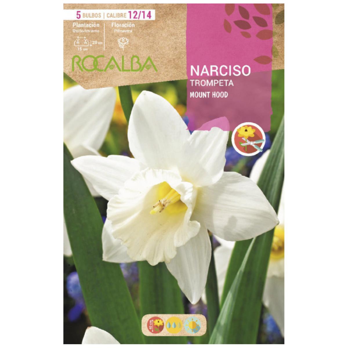 Bulbo Narciso trompeta Mount Hood blanco 5 uds Rocalba