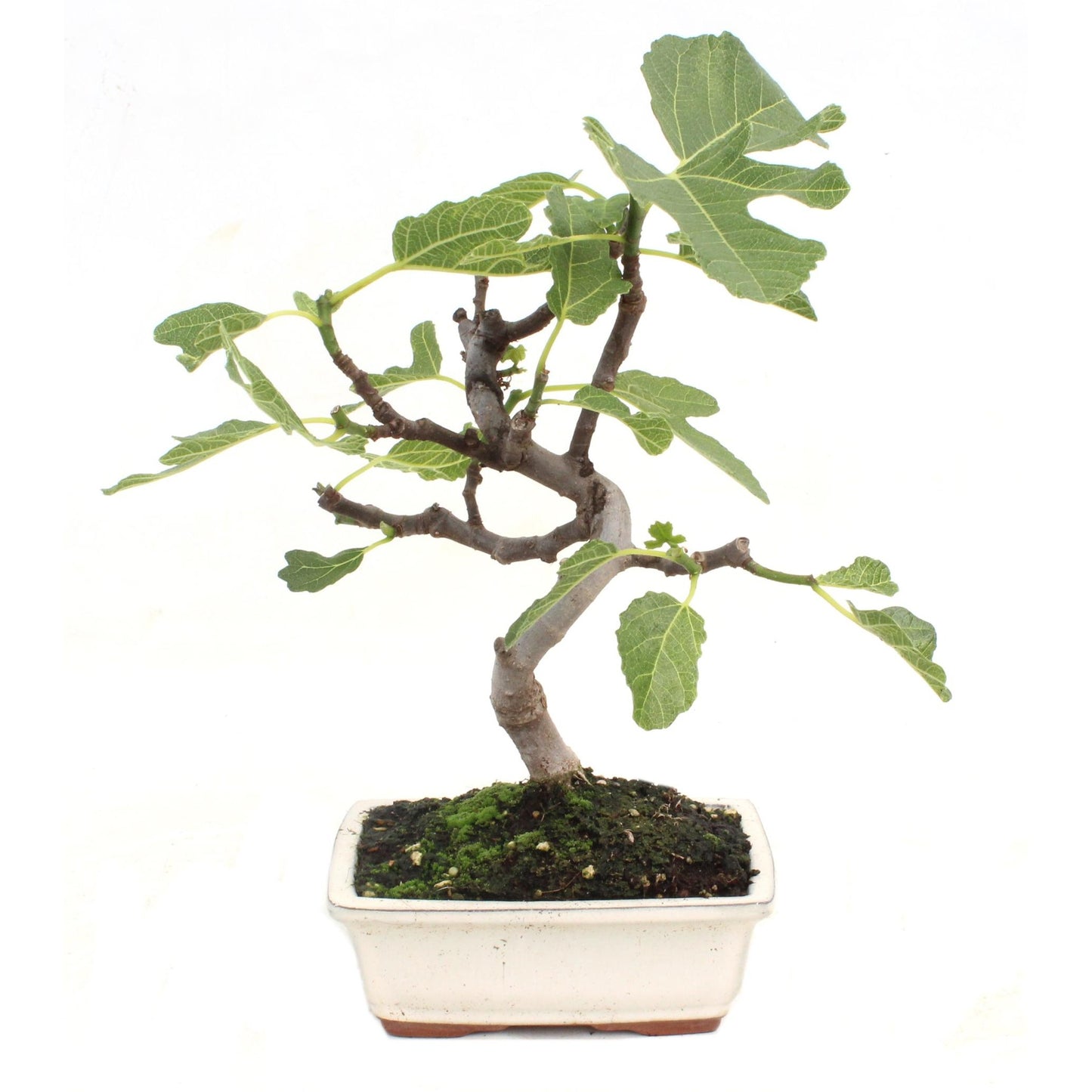 Bonsái Ficus carica 7 años HIGUERA