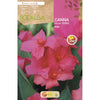 Bulbo Canna rosa hoja verde rosa 1 unidad