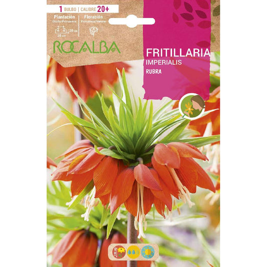 Bulbo Frittilaria Imperialis Rubra rojo 1 ud Rocalba