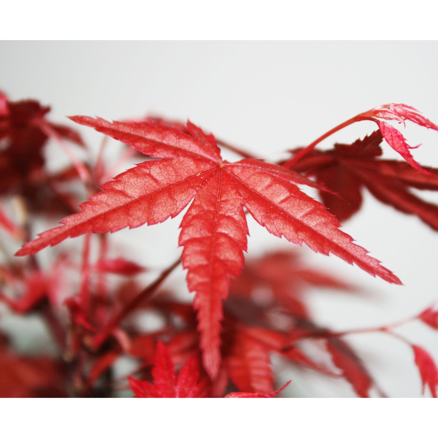 Bonsái Acer palmatum deshojo 7 años ARCE