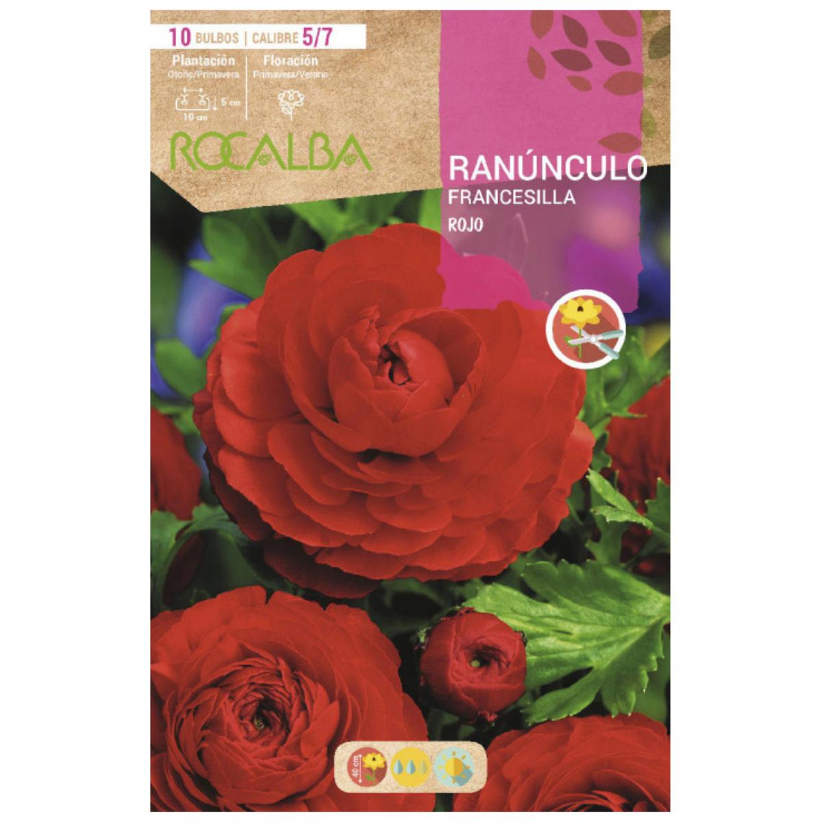 Bulbo Ranúnculo Francesilla rojo 10 uds Rocalba