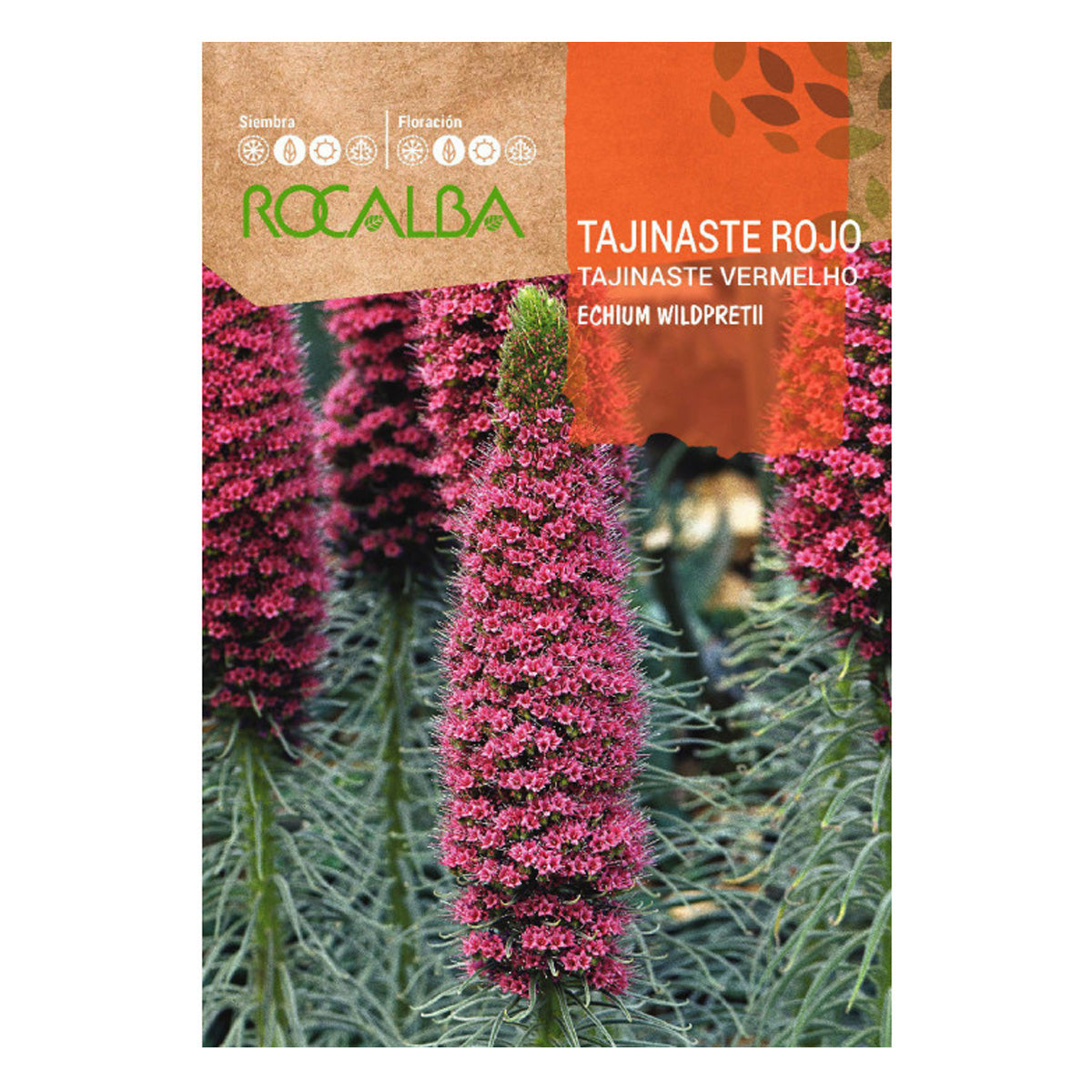 Semillas de Tajinaste rojo, Rocalba