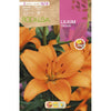 Bulbo Lilium Tresor 2 unidades (16/18)